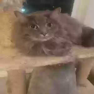 adoptable Cat in Oak Ridge, TN named Gus