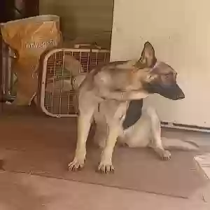 adoptable Dog in Unknown,  named Unknown