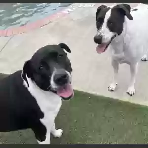 adoptable Dog in Walnut Creek, CA named Sugar and Plum / Sisters