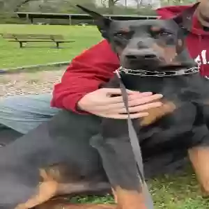 adoptable Dog in Harriman, TN named Apollo