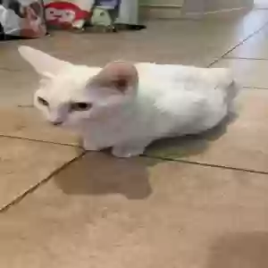 adoptable Cat in Duluth, GA named DA bai