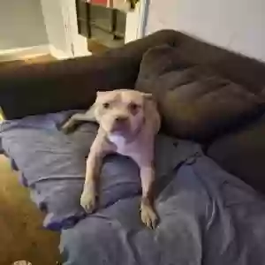 adoptable Dog in Canton, OH named Chief
