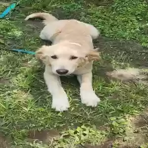 adoptable Dog in Hockley, TX named Luna
