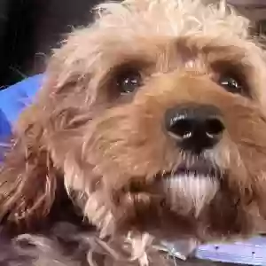 /images/pets/original/2181515_actual_two.webp
