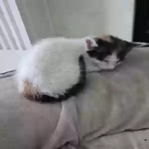 adoptable Cat in Jacksonville, FL named Abandoned Kitten 