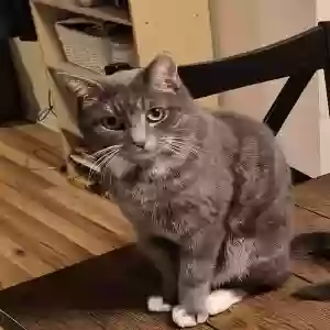 adoptable Cat in Caddo, TX named Kirby
