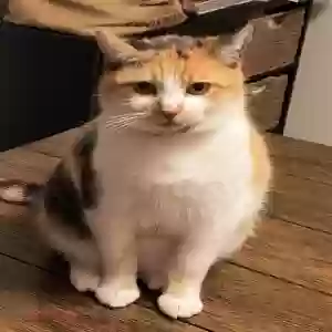 adoptable Cat in Caddo, TX named Tomi