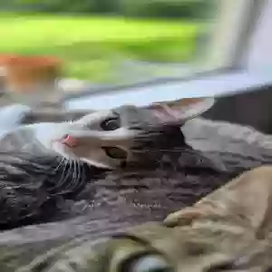 adoptable Cat in Baytown, TX named Sushi