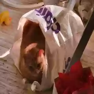 adoptable Cat in Hammond, LA named Ginger