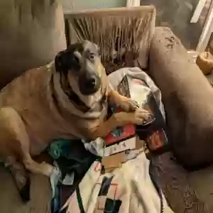 /images/pets/original/2181633_91339_PXL_20250327_034048103.webp
