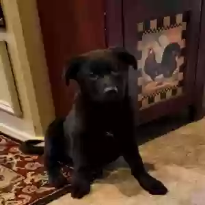 adoptable Dog in Spring, TX named Unknown