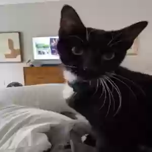 adoptable Cat in Frisco, TX named Phin