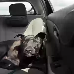 /images/pets/original/2181682_actual_three.webp