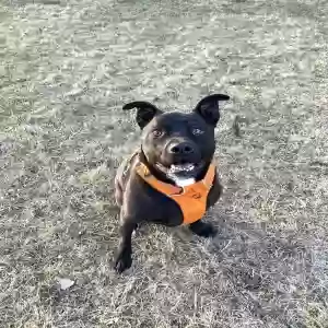 adoptable Dog in Highland Park, MI named Stryker