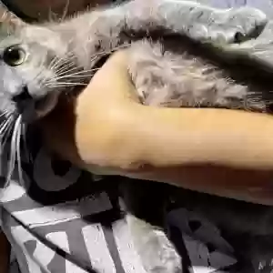 adoptable Cat in Austell, GA named Biscuit