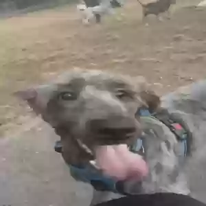 adoptable Dog in Kennesaw, GA named Miloh