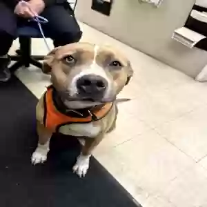 adoptable Dog in Clearfield, PA named Sophie