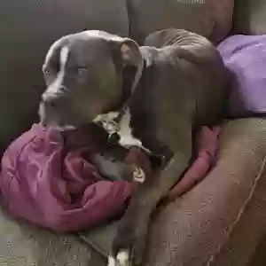 adoptable Dog in Gibsonburg, OH named Unknown