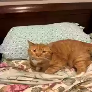 adoptable Cat in Middletown, MD named Ginger
