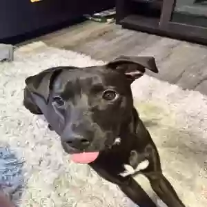 adoptable Dog in Solon, OH named Bella