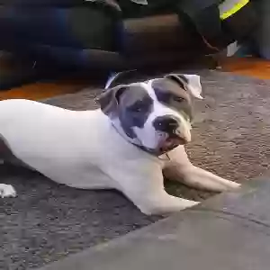 adoptable Dog in Hollis, NY named Scotty