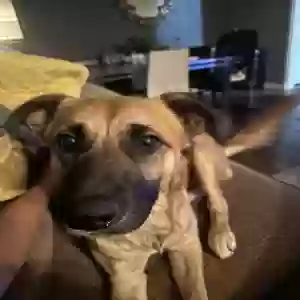 adoptable Dog in Denison, TX named Crue