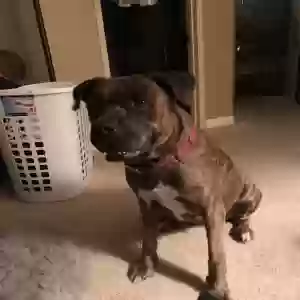adoptable Dog in Spring, TX named Chico