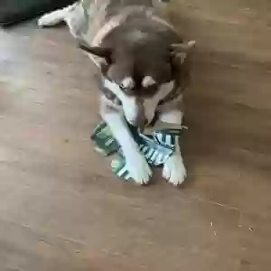 adoptable Dog in Grand Rapids, MI named Sorel