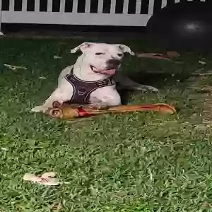 adoptable Dog in Deer Park, TX named Jada