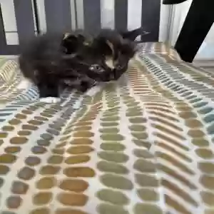 adoptable Cat in Houston, TX named Arrowhead
