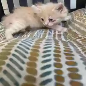 adoptable Cat in Houston, TX named Garfield Junior