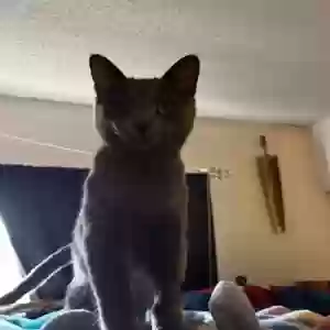 adoptable Cat in El Paso, TX named Ash