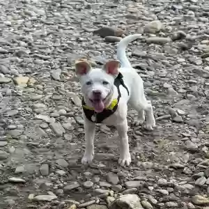 adoptable Dog in Pisgah Forest, NC named Everest