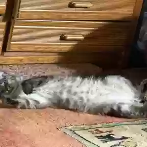 adoptable Cat in Marietta, GA named Reggie
