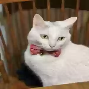 /images/pets/original/2181859_actual_two.webp