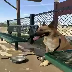 adoptable Dog in Laredo, TX named Max