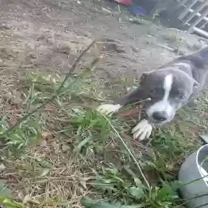 adoptable Dog in Milledgeville, GA named Gucci
