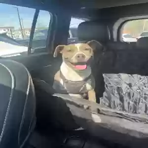 adoptable Dog in Atlanta, GA named Havannah