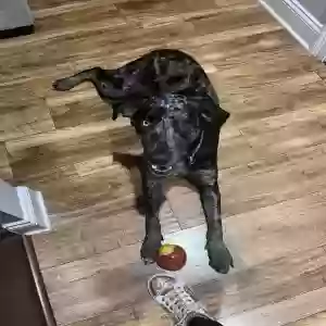 adoptable Dog in Hahnville, LA named Bandit