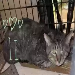 adoptable Cat in Snellville, GA named 1i