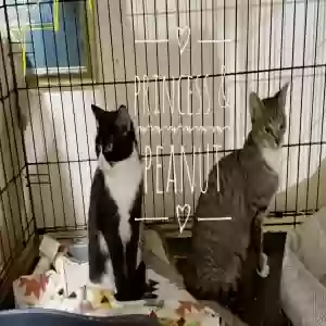 adoptable Cat in Snellville, GA named Princess and Peanut