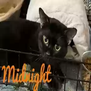 adoptable Cat in Snellville, GA named Midnight