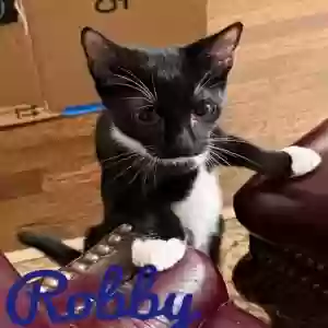 adoptable Cat in Snellville, GA named Robby