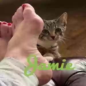 adoptable Cat in Snellville, GA named Jamie