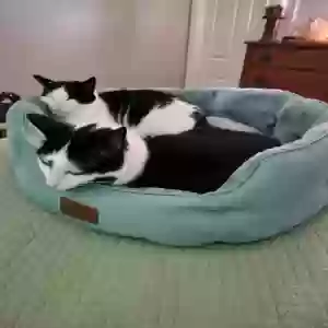 adoptable Cat in Franklin Square, NY named Babs and Maggie