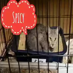 adoptable Cat in Snellville, GA named Spicy