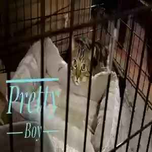 adoptable Cat in Snellville, GA named Pretty Boy