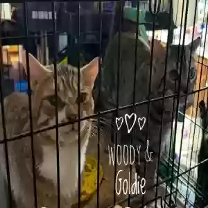 adoptable Cat in Snellville, GA named Woodstock and Goldie