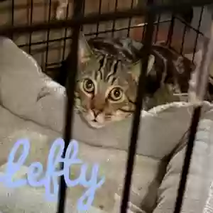 adoptable Cat in Snellville, GA named Lefty