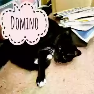 adoptable Cat in Snellville, GA named Domino